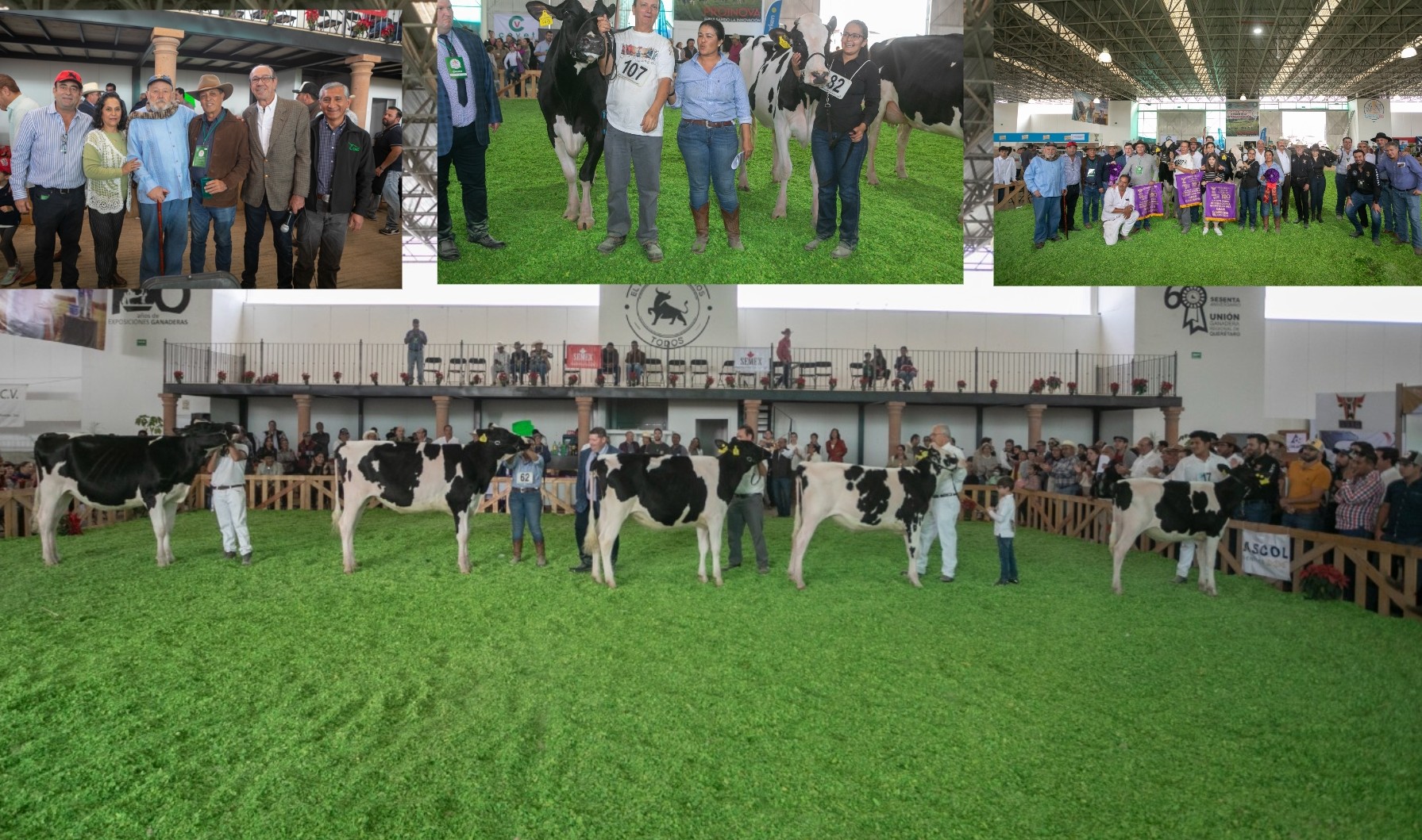 Rancho Guadalupe Brilla Con Su Gran Campeona Holstein En La Feria ...